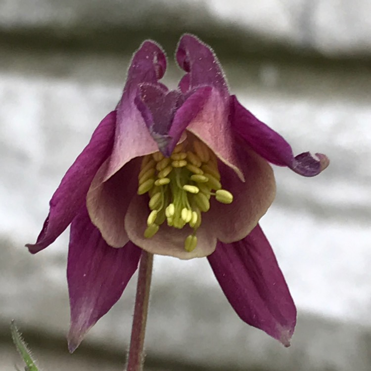 plant image 368667