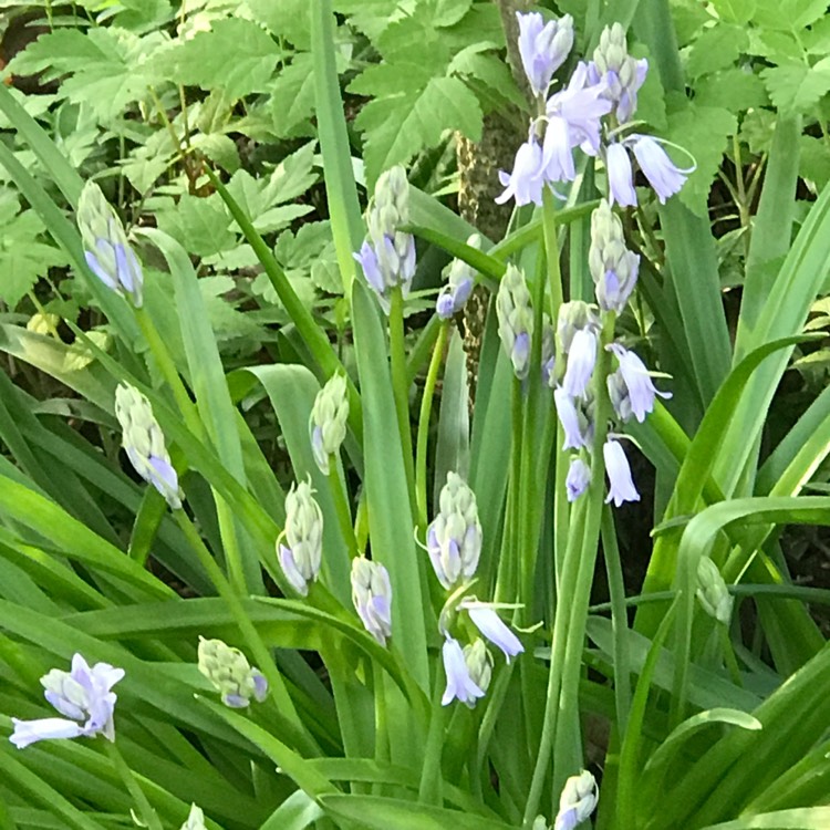 Plant image Hyacinthoides hispanica 'Danube'