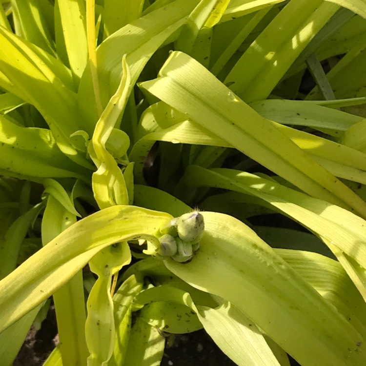 plant image 371303 plant image 371303