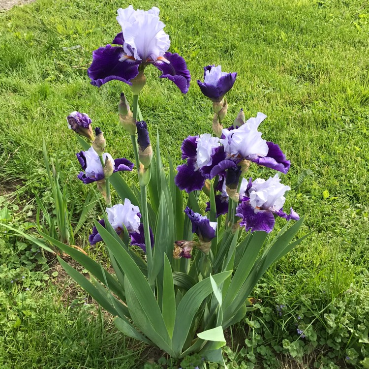 Plant image Iris x germanica 'Rare Treat'