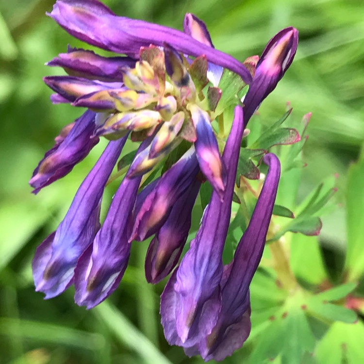 Plant image Corydalis 'Blue Line'