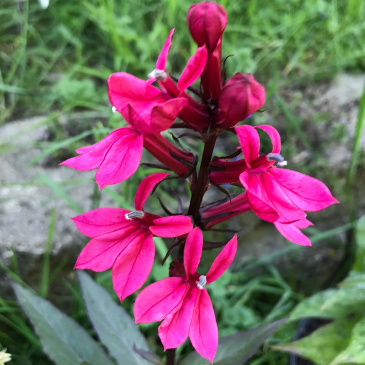 Plant image Lobelia speciosa 'Starship Deep Rose'