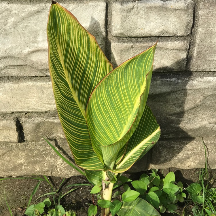 plant image 412199