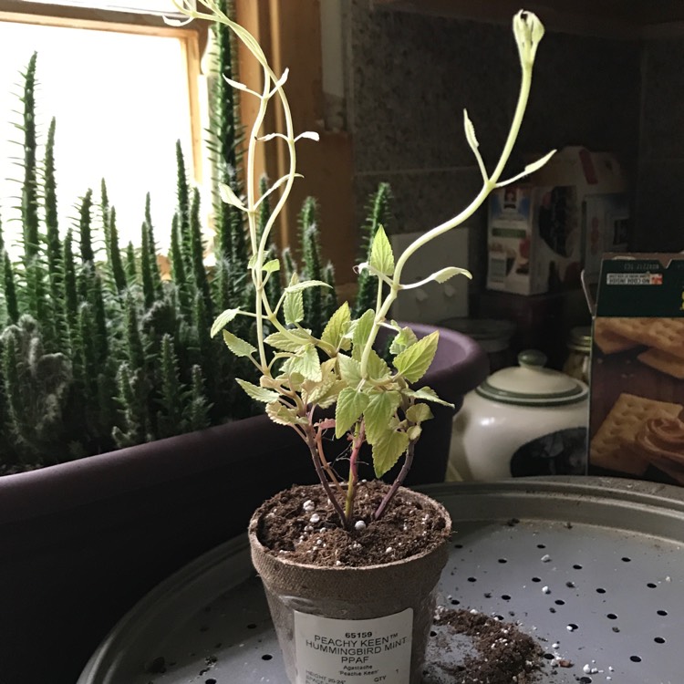 plant image 437545