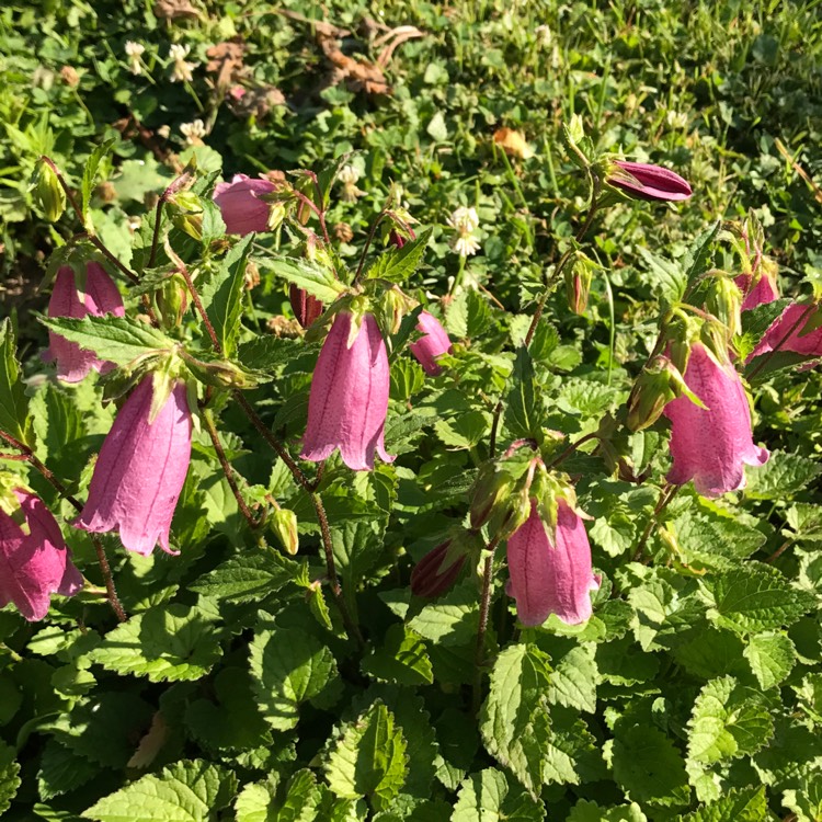 plant image 445392