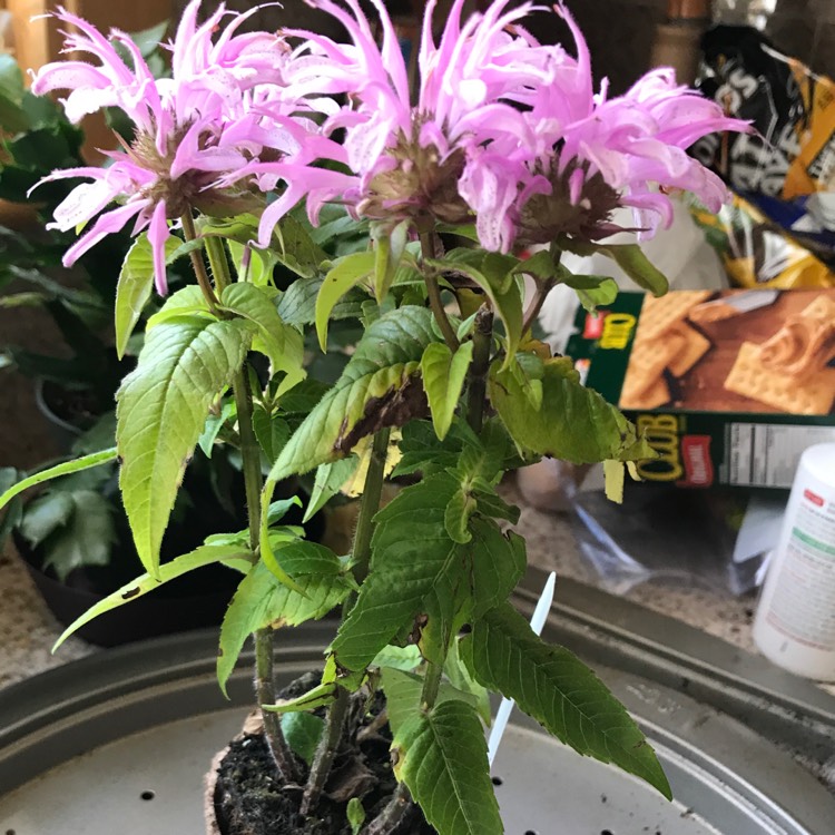 plant image 449300