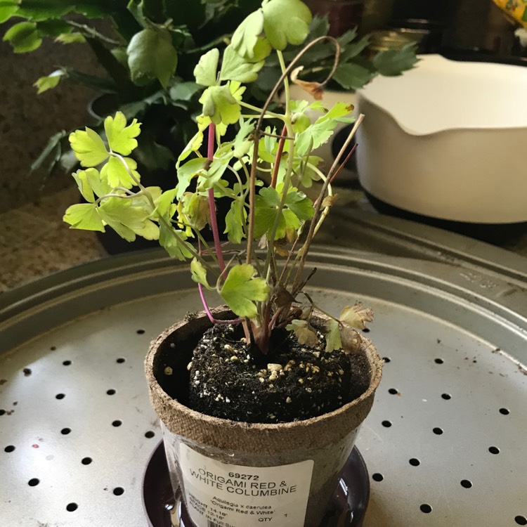 plant image 449398