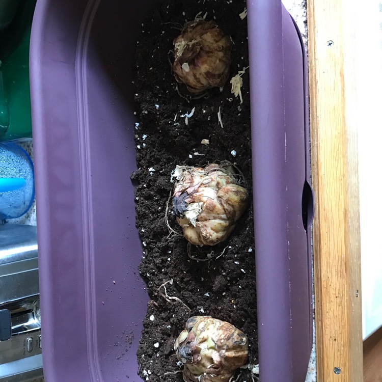 plant image 464114
