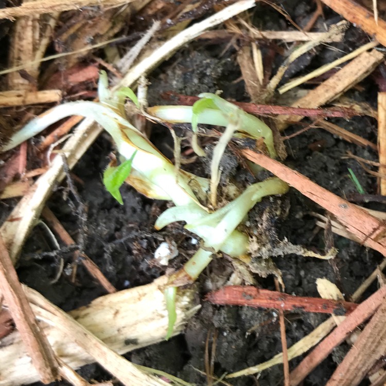 plant image 465256