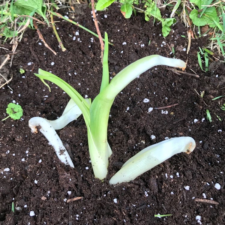 plant image 465283