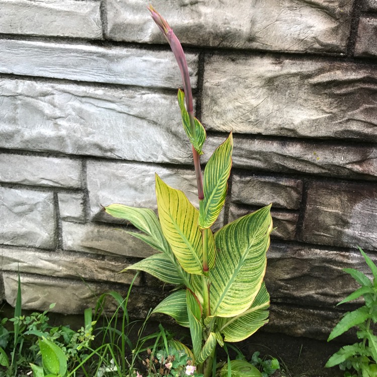 plant image 468564