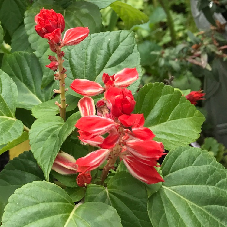 Plant image Salvia