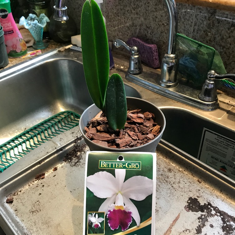 plant image 476684