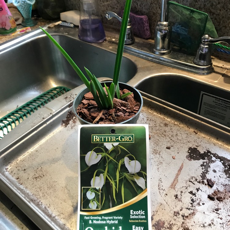 plant image 476719