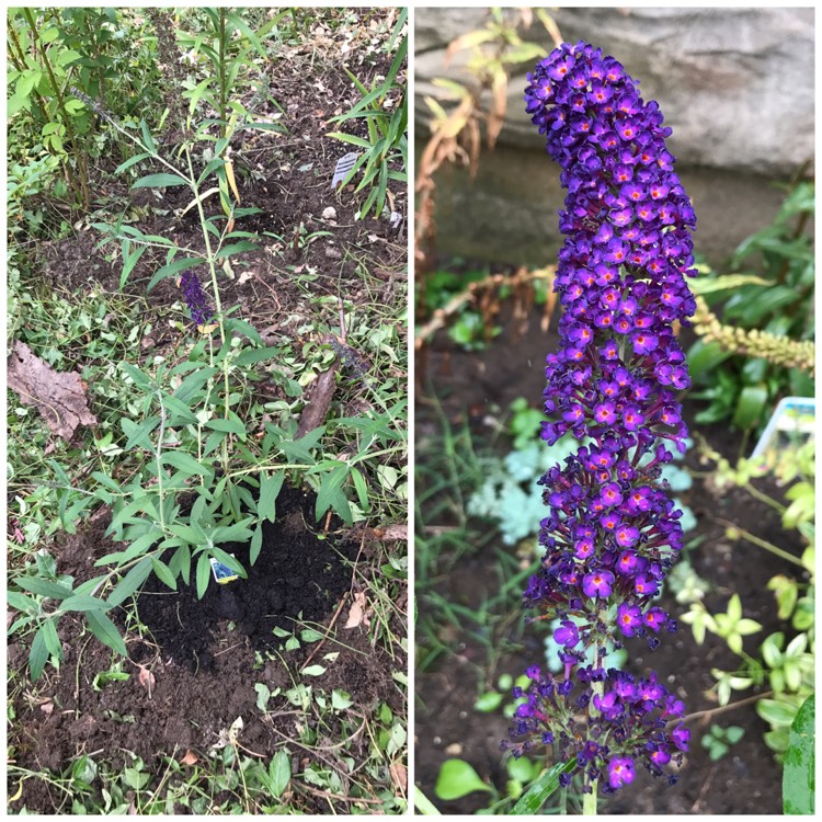 Plant image Buddleja davidii 'Black Knight'
