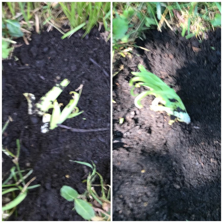 plant image 491773