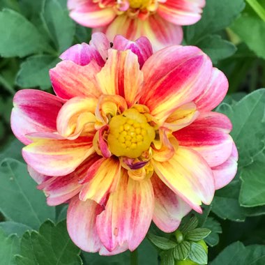 Dahlia 'Dalaya Shari'