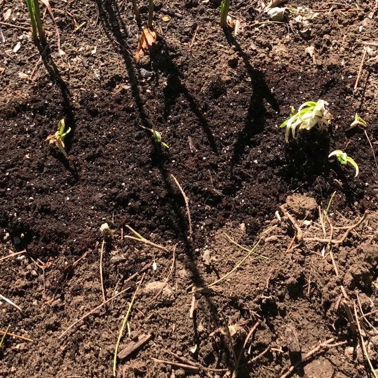 plant image 499334