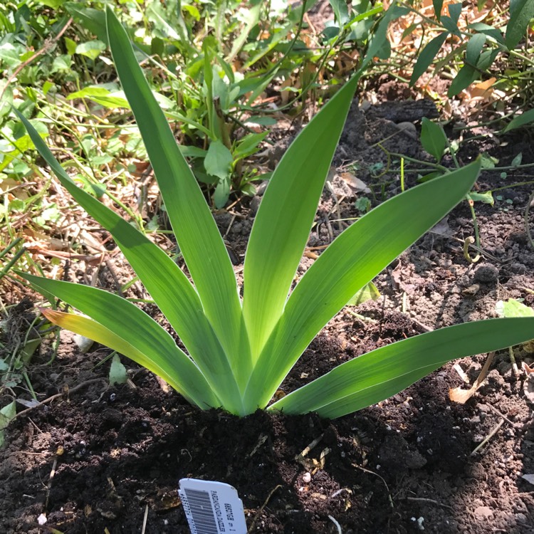 plant image 499447