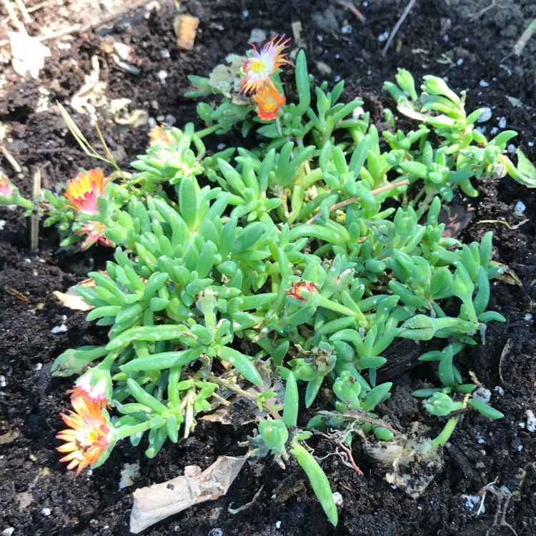 Plant image Delosperma cooperi 'Jewel of Desert Topaz' (Jewel of Desert Series)