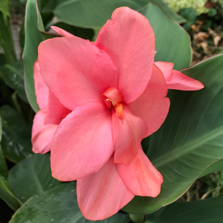 Plant image Canna 'Cannova Mango' (Cannova Series)