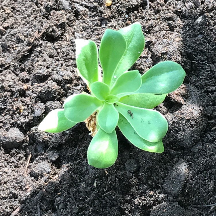 Plant image Lewisia Cotyledon Hybrid 'Rainbow' (Mix) syn.  Lewisia Cotyledon Hybrid 'Regenbogen' (Mix)