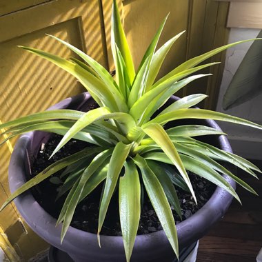 Ananas comosus