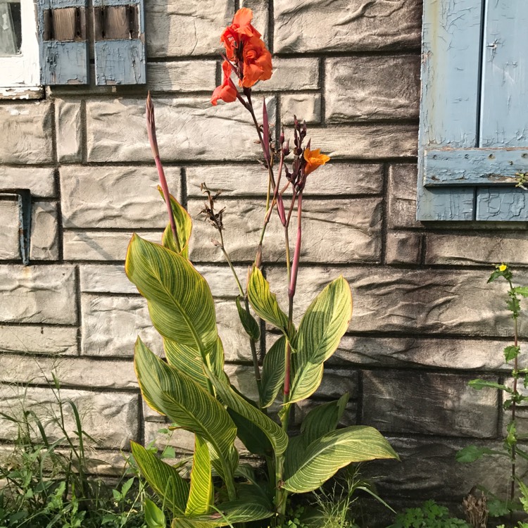 plant image 541251