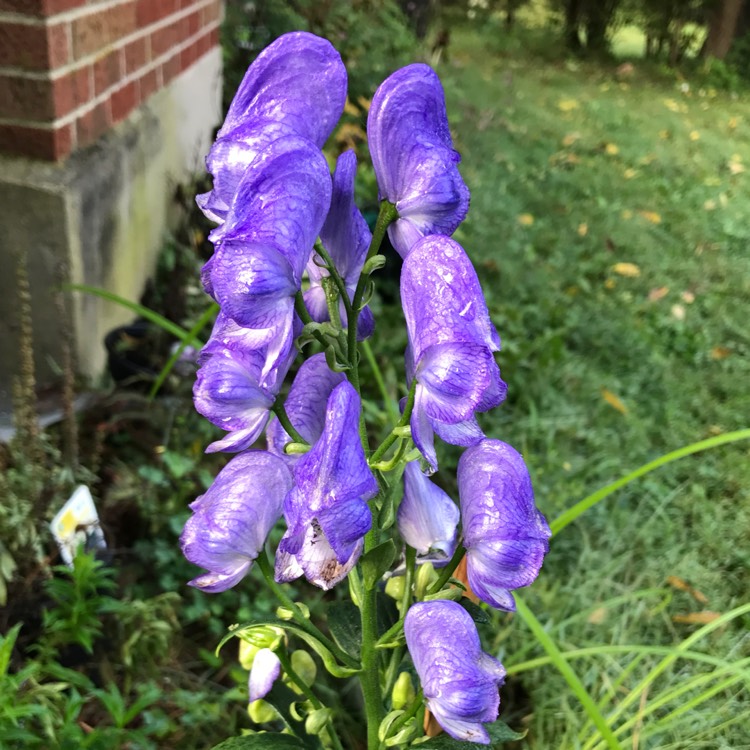 plant image 546904
