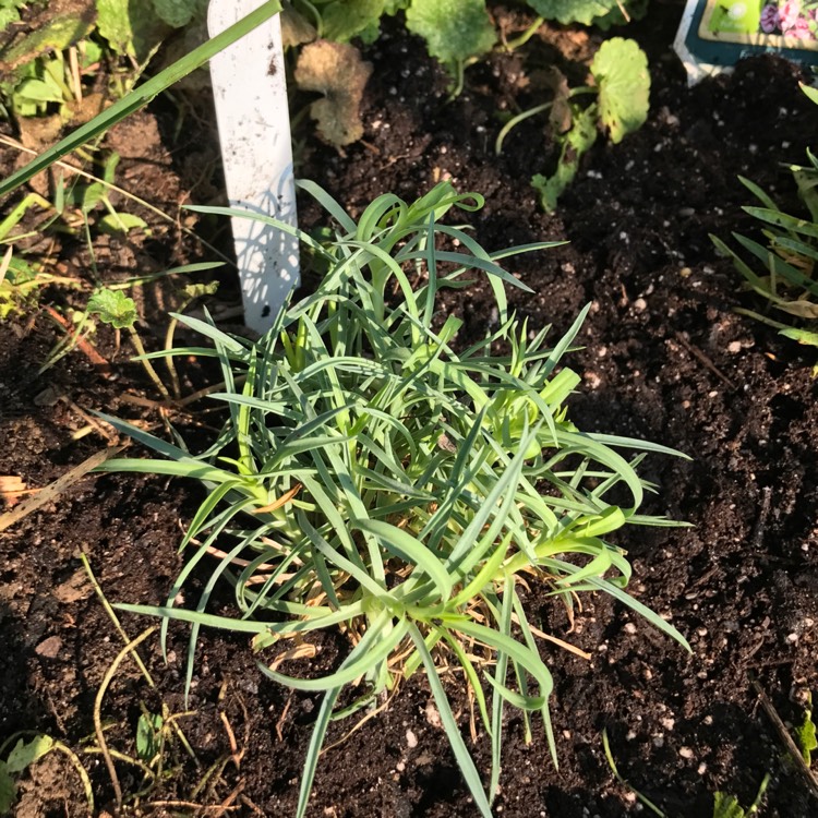 plant image 548219