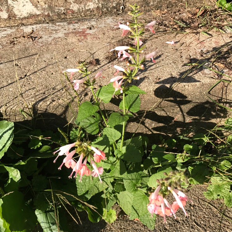 plant image 552205