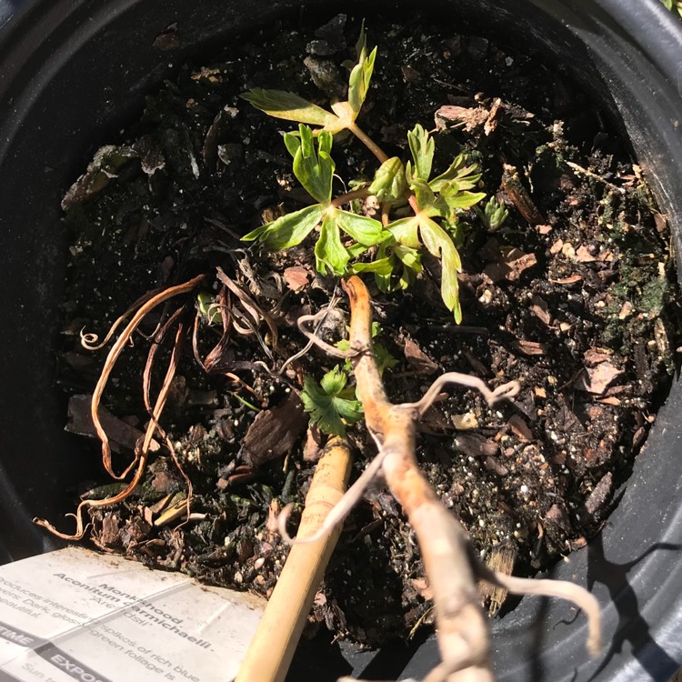plant image 636354