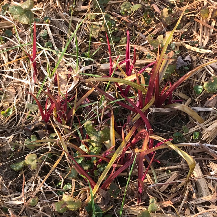 plant image 657981 plant image 657981