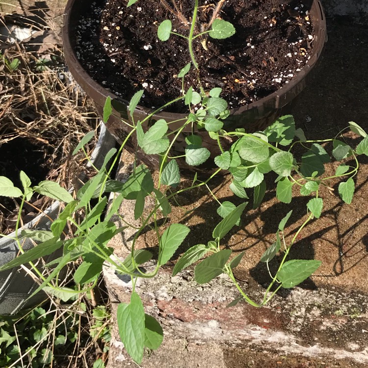 plant image 680389