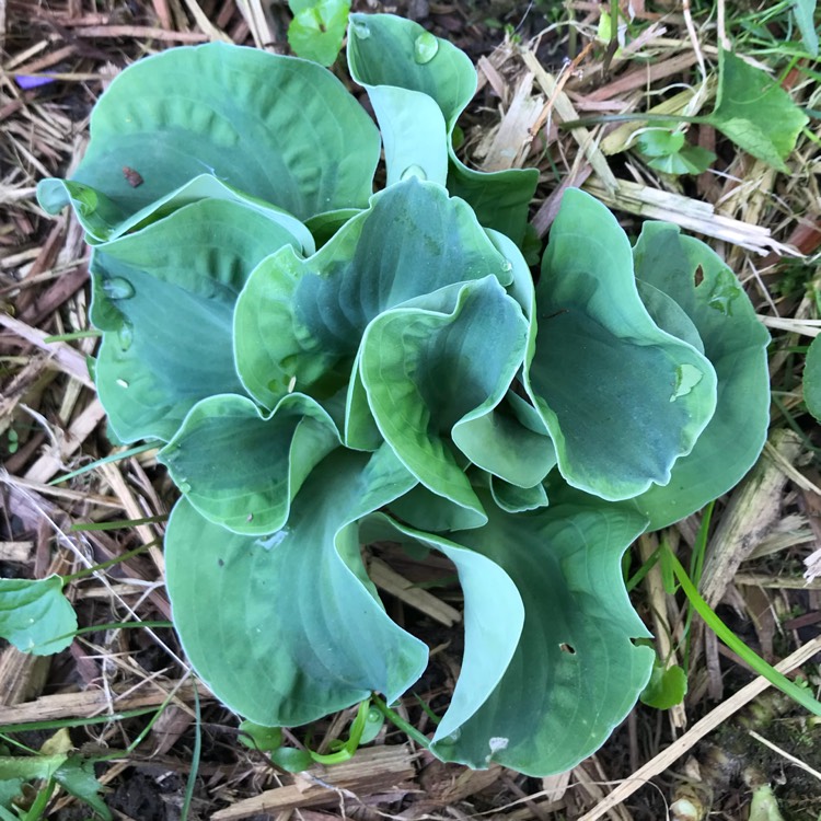 plant image 692938