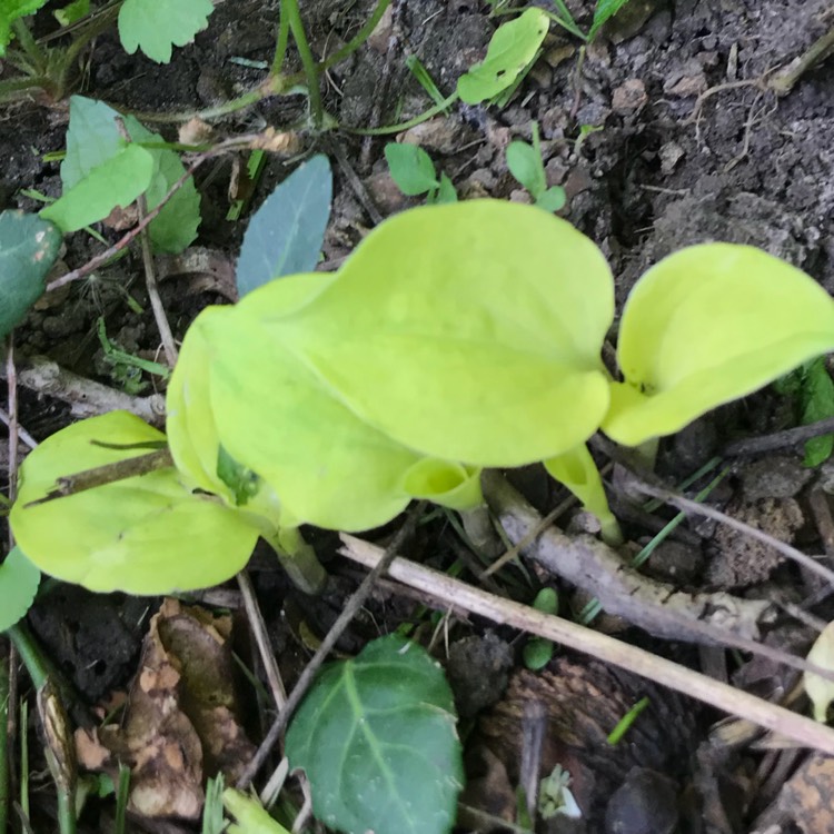 plant image 693001