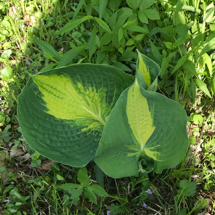 plant image 693261