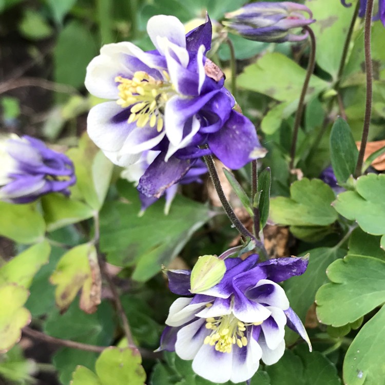 Plant image Aquilegia vulgaris 'Winky Double Dark Blue-White'