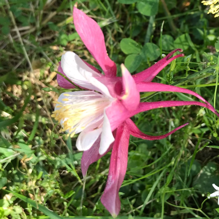 plant image 718473