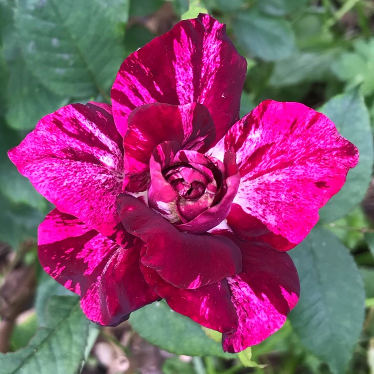 Plant image Rosa 'Jacpurr' (Purple Tiger)