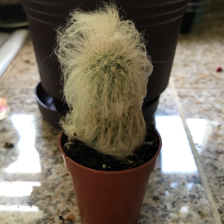 Plant image Espostoa melanostele