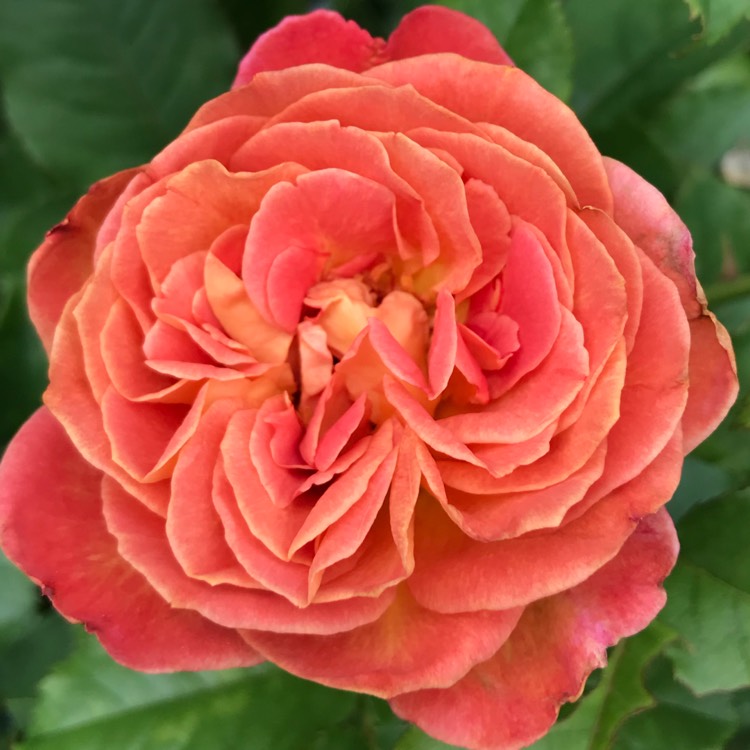 plant image 725243 plant image 725243