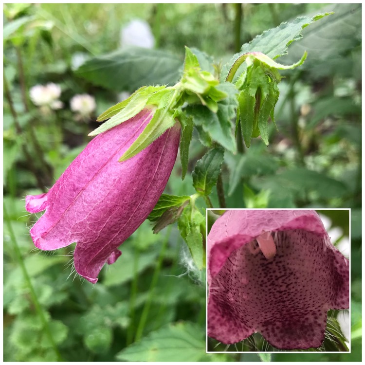 Plant image Campanula 'Ringsabell Mulberry Rose'