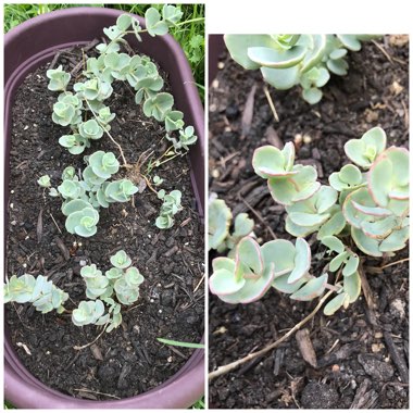 Hylotelephium Sieboldii var. Sieboldii Mediovariegatum