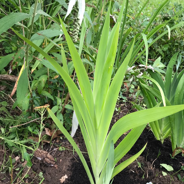 plant image 774282 plant image 774282