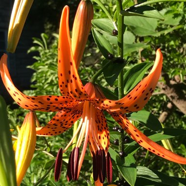Lilium lancifolium