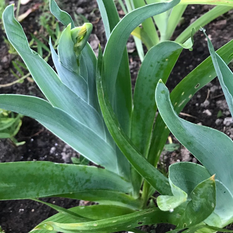 plant image 780107