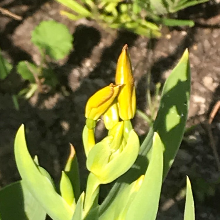 plant image 784765