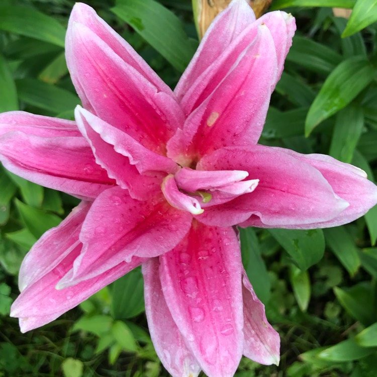plant image 795662