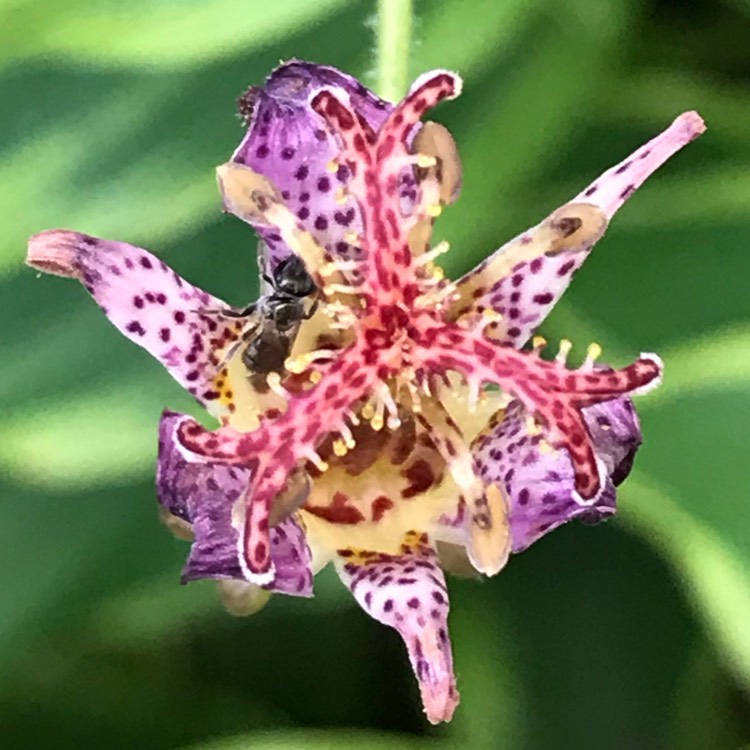 Plant image Tricyrtis formosana 'Pink Freckles'